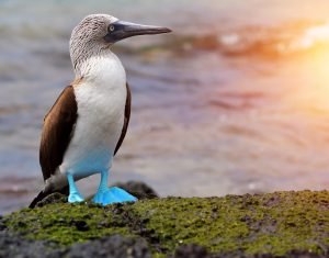 blue-footed-booby