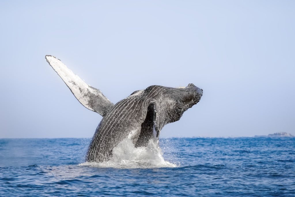 breaching-humpback-whale-in-puerto-vallarta-mexico