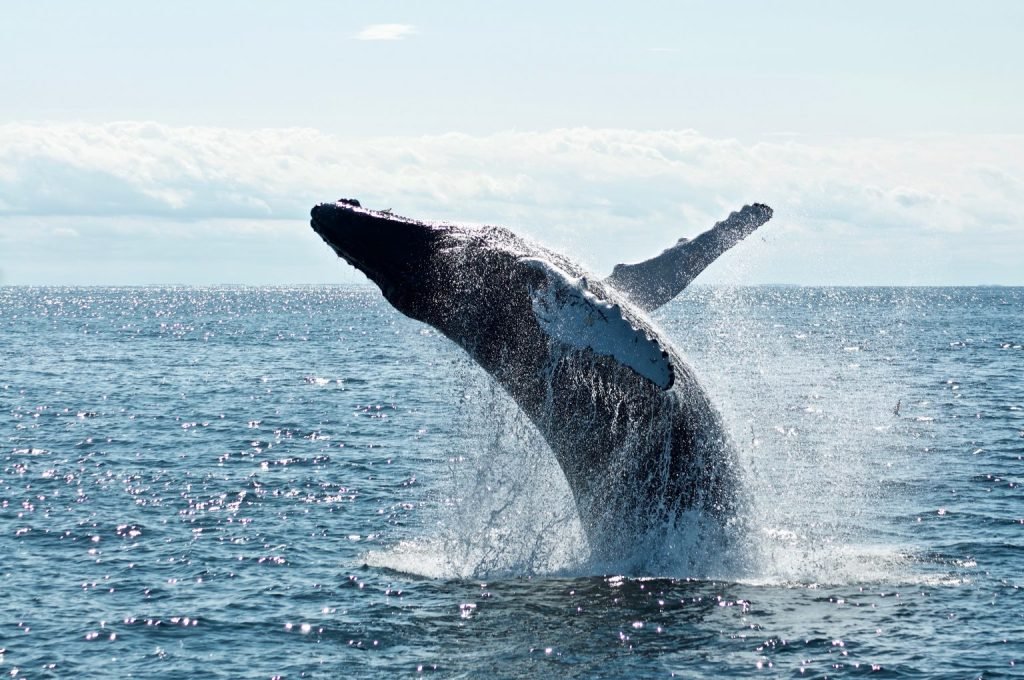 whale-watching-humpback-puerto-vallarta-mexico-palmara