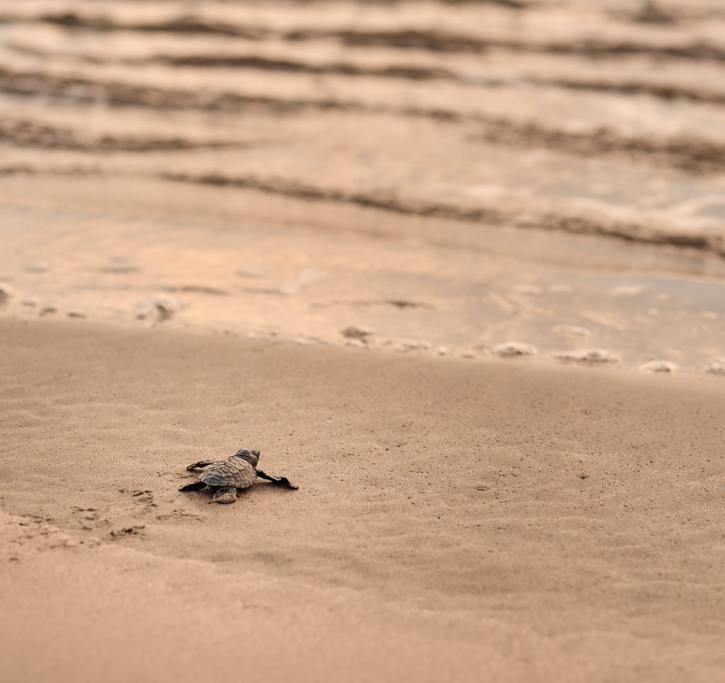 Magical Experience You Cant Miss in Puerto Vallarta – Watch Turtle Hatching