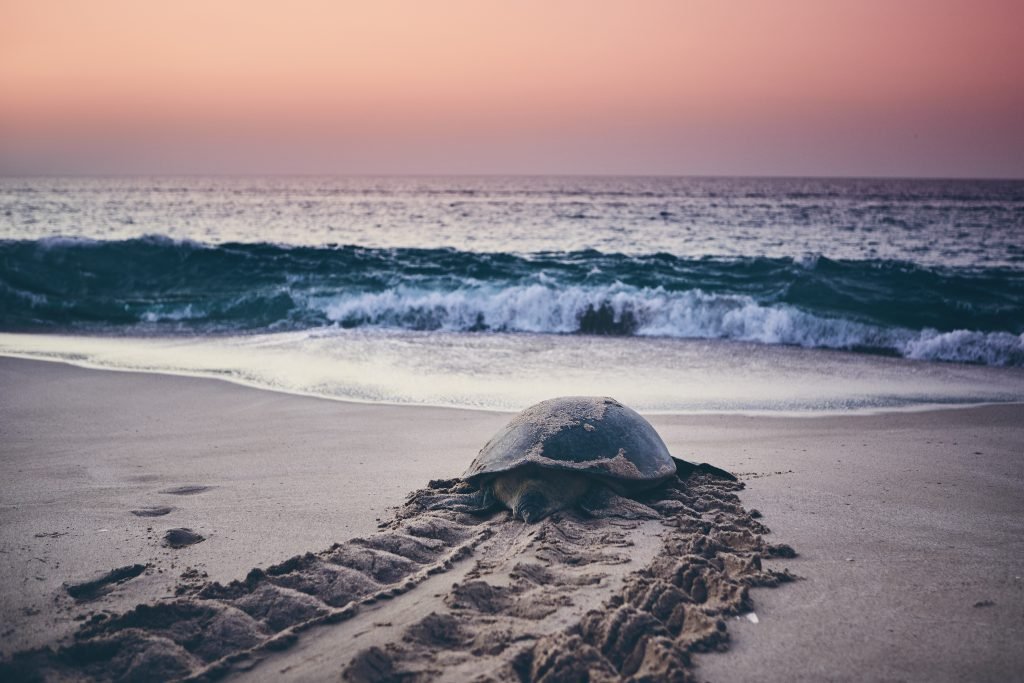 17 huge green turtle heading back to ocean