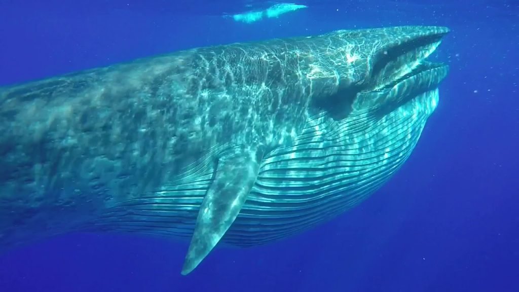 5  Incredible Facts About Humpbacks: Whale Watching in Puerto Vallarta