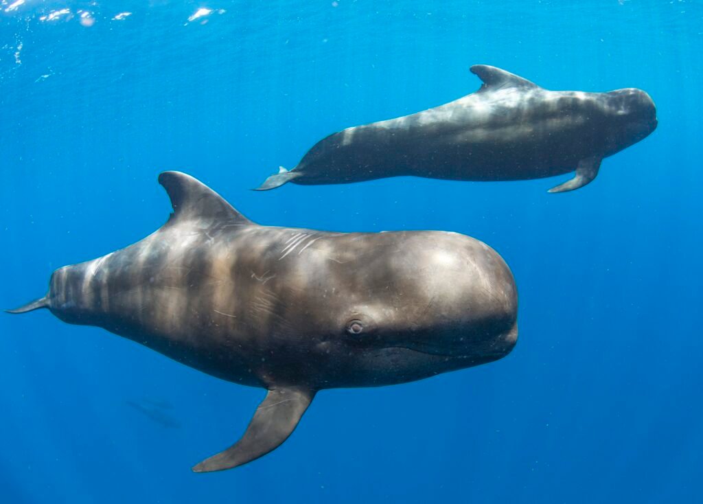pilot whale of Dominica Island