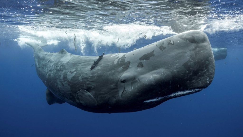 5  Incredible Facts About Humpbacks: Whale Watching in Puerto Vallarta